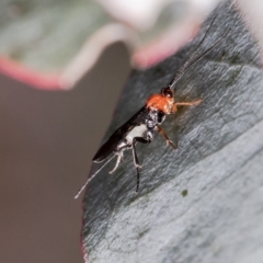 Braconidae (family) (Unidentified braconid wasp) at Umbagong District Park - 24 Sep 2020 by Roger