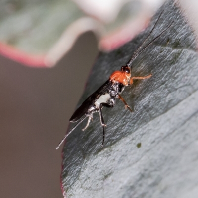 Braconidae (family) (Unidentified braconid wasp) at Umbagong District Park - 24 Sep 2020 by Roger