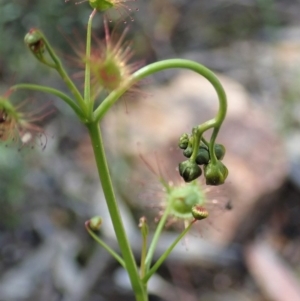 Drosera auriculata at Aranda, ACT - 21 Sep 2020 11:39 AM