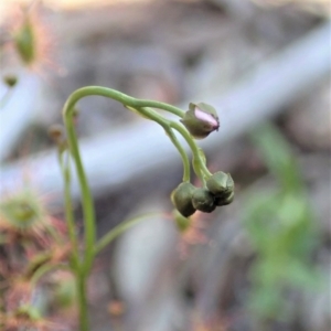 Drosera auriculata at Aranda, ACT - 21 Sep 2020