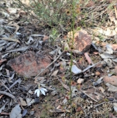 Drosera auriculata at Aranda, ACT - 21 Sep 2020