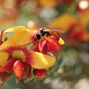 Exoneura sp. (genus) at Aranda, ACT - 21 Sep 2020