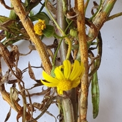 Senecio madagascariensis (Madagascan Fireweed, Fireweed) at Wallaga Lake, NSW - 20 Sep 2020 by JoyGeorgeson