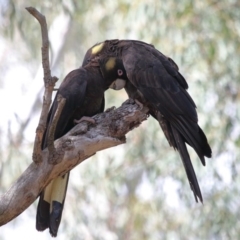 Zanda funerea (Yellow-tailed Black-Cockatoo) at Acton, ACT - 1 Sep 2020 by Tim L