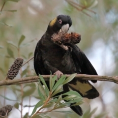 Zanda funerea (Yellow-tailed Black-Cockatoo) at Acton, ACT - 1 Sep 2020 by Tim L
