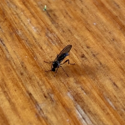 Unverified Other true fly at Aranda, ACT - 22 Sep 2020 by KMcCue