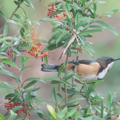 Acanthorhynchus tenuirostris (Eastern Spinebill) at Rossi, NSW - 23 Sep 2020 by SthTallagandaSurvey