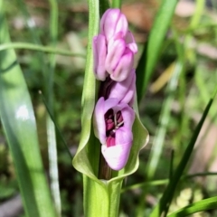 Wurmbea dioica subsp. dioica (Early Nancy) at Booth, ACT - 24 Sep 2020 by KMcCue