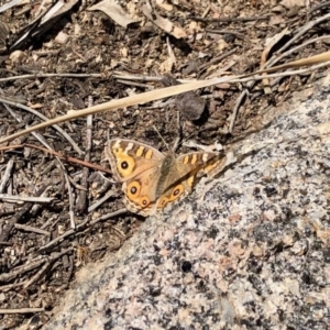 Junonia villida at Booth, ACT - 24 Sep 2020 12:32 PM