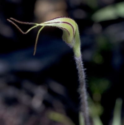 Caladenia atrovespa (Green-comb Spider Orchid) at Coree, ACT - 23 Sep 2020 by Judith Roach