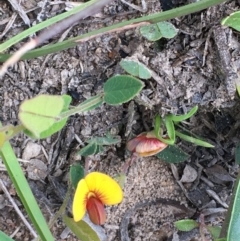 Bossiaea prostrata (Creeping Bossiaea) at Collector, NSW - 24 Sep 2020 by JaneR