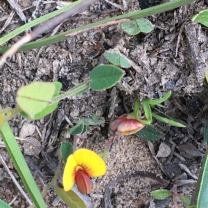 Bossiaea prostrata at Collector, NSW - 24 Sep 2020