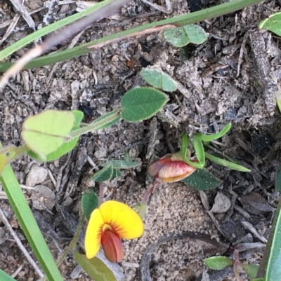 Bossiaea prostrata (Creeping Bossiaea) at Collector, NSW - 24 Sep 2020 by JaneR