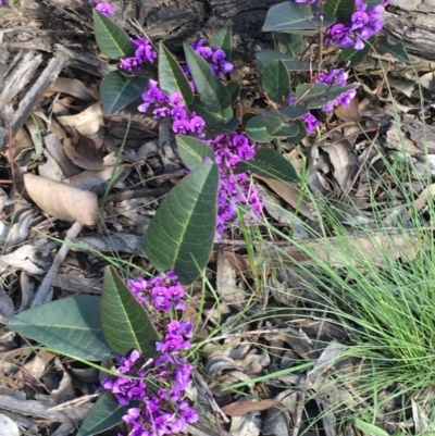 Hardenbergia violacea (False Sarsaparilla) at Oakdale Nature Reserve - 24 Sep 2020 by JaneR