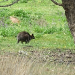 Wallabia bicolor (Swamp Wallaby) at Denman Prospect, ACT - 24 Sep 2020 by Jean