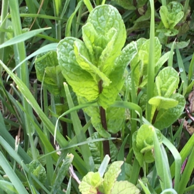 Mentha spicata (Garden Mint) at Collector, NSW - 24 Sep 2020 by JaneR