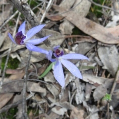 Cyanicula caerulea (Blue Fingers, Blue Fairies) at Denman Prospect, ACT - 23 Sep 2020 by Jean