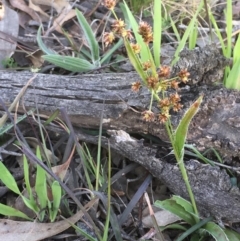 Luzula densiflora (Dense Wood-rush) at Collector, NSW - 24 Sep 2020 by JaneR