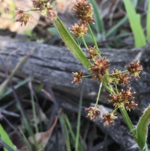 Luzula densiflora at Collector, NSW - 24 Sep 2020