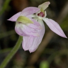 Caladenia carnea (Pink Fingers) at Coree, ACT - 25 Sep 2020 by JudithRoach