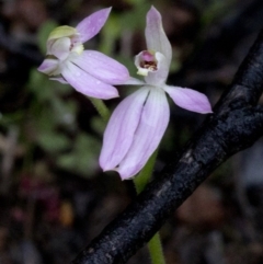 Caladenia carnea at Coree, ACT - 25 Sep 2020