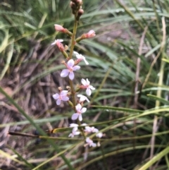 Stylidium sp. (Trigger Plant) at O'Connor, ACT - 25 Sep 2020 by Rebeccaryanactgov