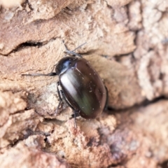 Chalcopteroides spectabilis (Rainbow darkling beetle) at Higgins, ACT - 10 Sep 2020 by AlisonMilton