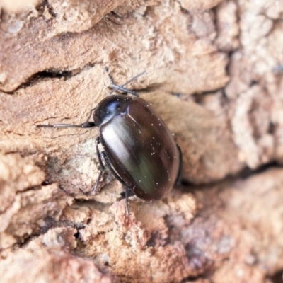 Chalcopteroides spectabilis (Rainbow darkling beetle) at Higgins, ACT - 10 Sep 2020 by AlisonMilton