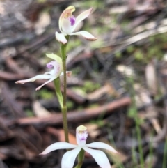 Caladenia ustulata (Brown Caps) at Bruce, ACT - 25 Sep 2020 by Rebeccaryanactgov