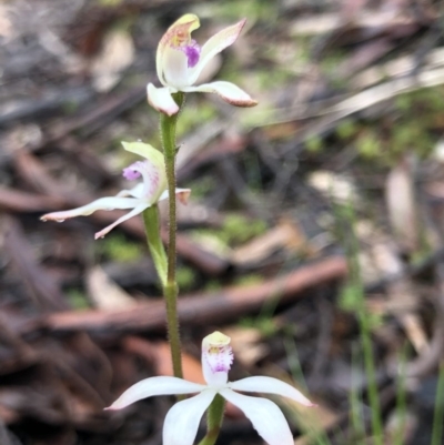 Caladenia ustulata (Brown Caps) at Bruce, ACT - 24 Sep 2020 by Rebeccaryanactgov