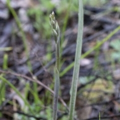 Thelymitra (genus) (sun orchids) at Coree, ACT - 25 Sep 2020 by JudithRoach