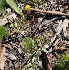 Craspedia variabilis (Common Billy Buttons) at Captains Flat, NSW - 24 Sep 2020 by SthTallagandaSurvey