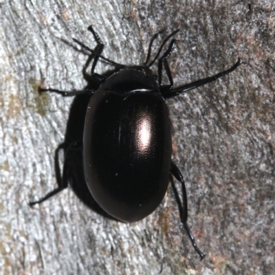 Chalcopteroides spectabilis (Rainbow darkling beetle) at Ainslie, ACT - 6 Feb 2019 by jb2602