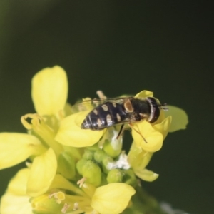 Simosyrphus grandicornis at Higgins, ACT - 17 Jun 2020 11:29 AM