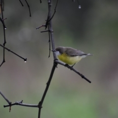 Gerygone olivacea (White-throated Gerygone) at Wodonga Regional Park - 24 Sep 2020 by ChrisAllen