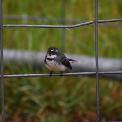 Rhipidura albiscapa (Grey Fantail) at Bandiana, VIC - 24 Sep 2020 by ChrisAllen