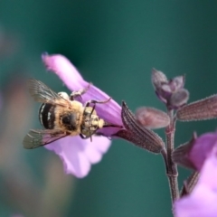 Amegilla sp. (genus) (Blue Banded Bee) at Higgins, ACT - 30 Mar 2020 by AlisonMilton