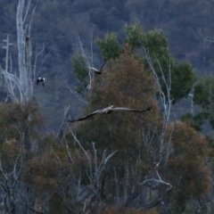 Aquila audax at Hackett, ACT - 24 Sep 2020