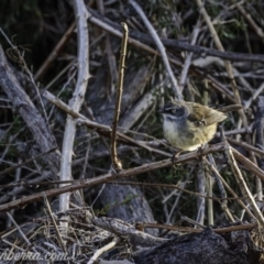 Sericornis frontalis (White-browed Scrubwren) at Greenway, ACT - 5 Sep 2020 by BIrdsinCanberra