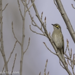 Caligavis chrysops (Yellow-faced Honeyeater) at Greenway, ACT - 5 Sep 2020 by BIrdsinCanberra