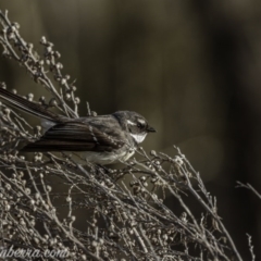 Rhipidura albiscapa (Grey Fantail) at Greenway, ACT - 6 Sep 2020 by JonSteinbeck
