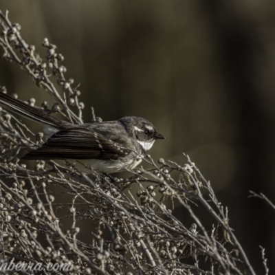 Rhipidura albiscapa (Grey Fantail) at Greenway, ACT - 5 Sep 2020 by BIrdsinCanberra