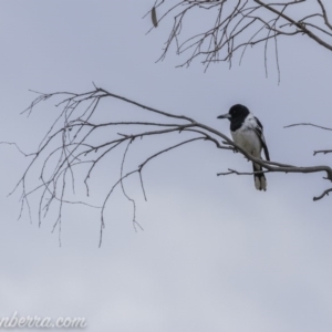 Cracticus nigrogularis at Gordon, ACT - 13 Sep 2020