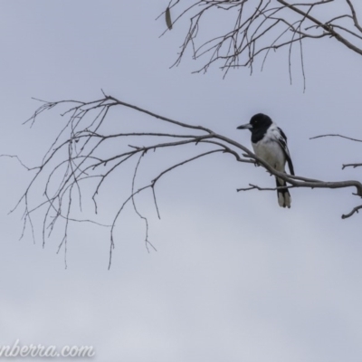Cracticus nigrogularis (Pied Butcherbird) at Gordon, ACT - 13 Sep 2020 by JonSteinbeck