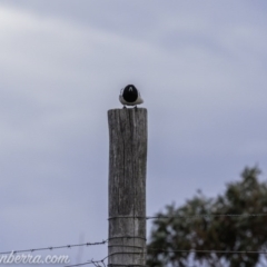 Cracticus nigrogularis at Gordon, ACT - 13 Sep 2020