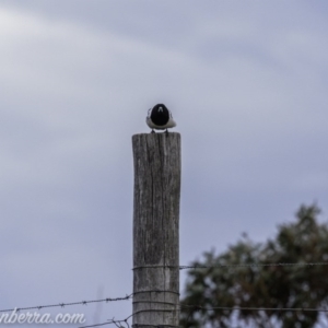 Cracticus nigrogularis at Gordon, ACT - 13 Sep 2020