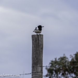 Cracticus nigrogularis at Gordon, ACT - 13 Sep 2020