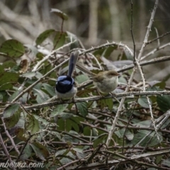 Malurus cyaneus (Superb Fairywren) at Greenway, ACT - 12 Sep 2020 by BIrdsinCanberra