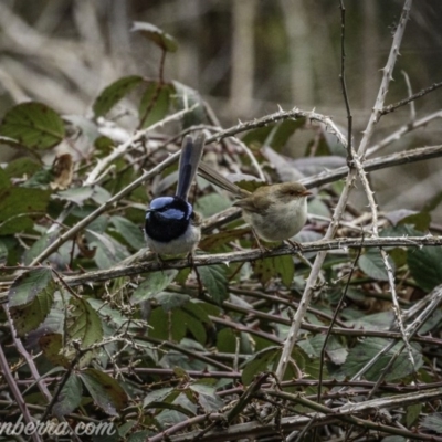 Malurus cyaneus (Superb Fairywren) at Greenway, ACT - 13 Sep 2020 by JonSteinbeck