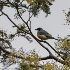 Pachycephala rufiventris (Rufous Whistler) at Greenway, ACT - 12 Sep 2020 by BIrdsinCanberra